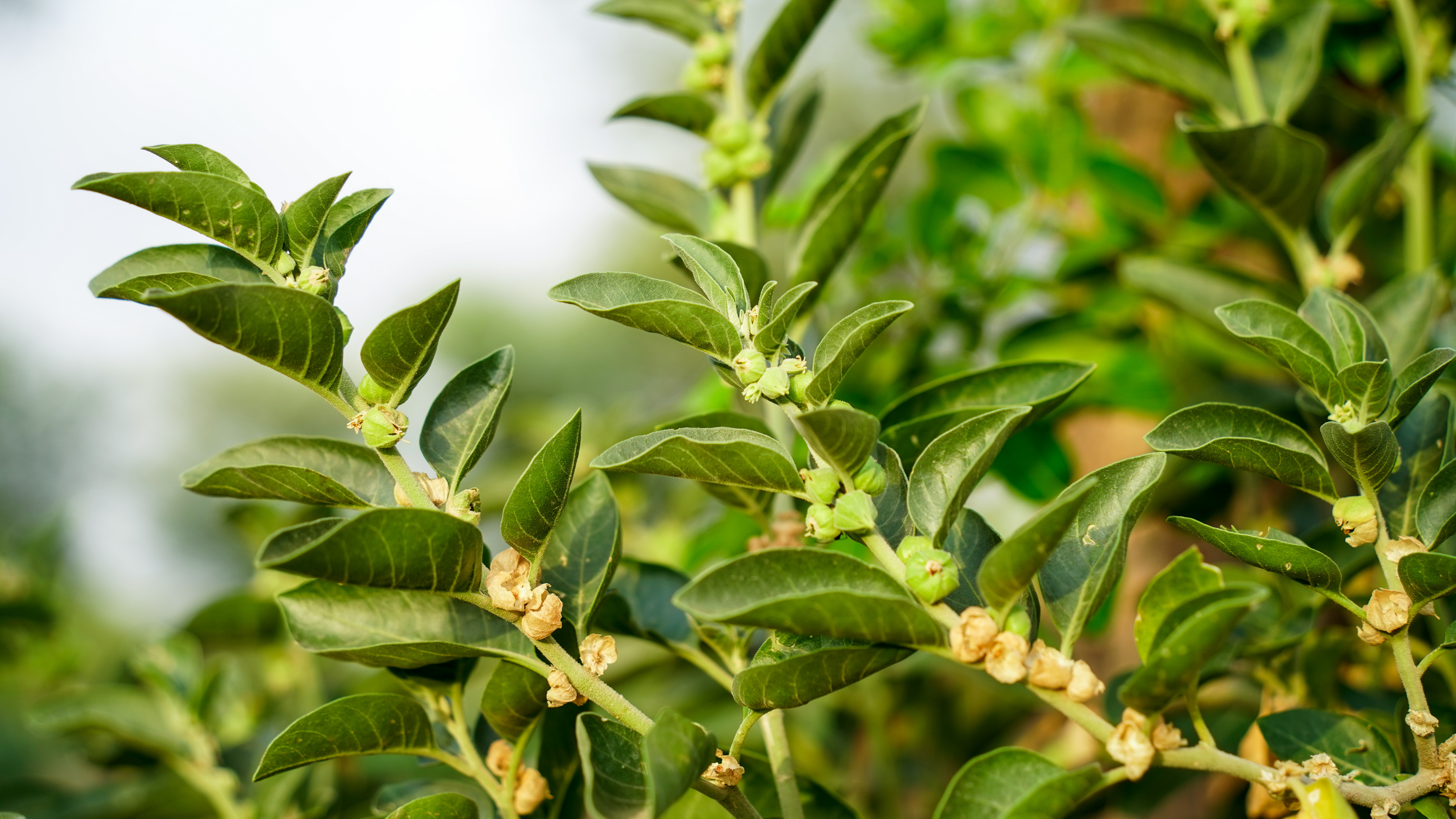 Ashwagandha Plant
