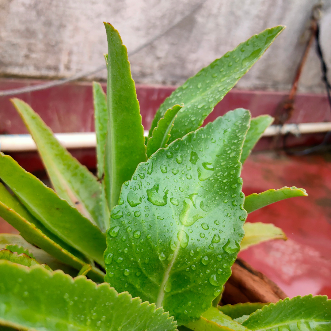 Patharchatta Plant