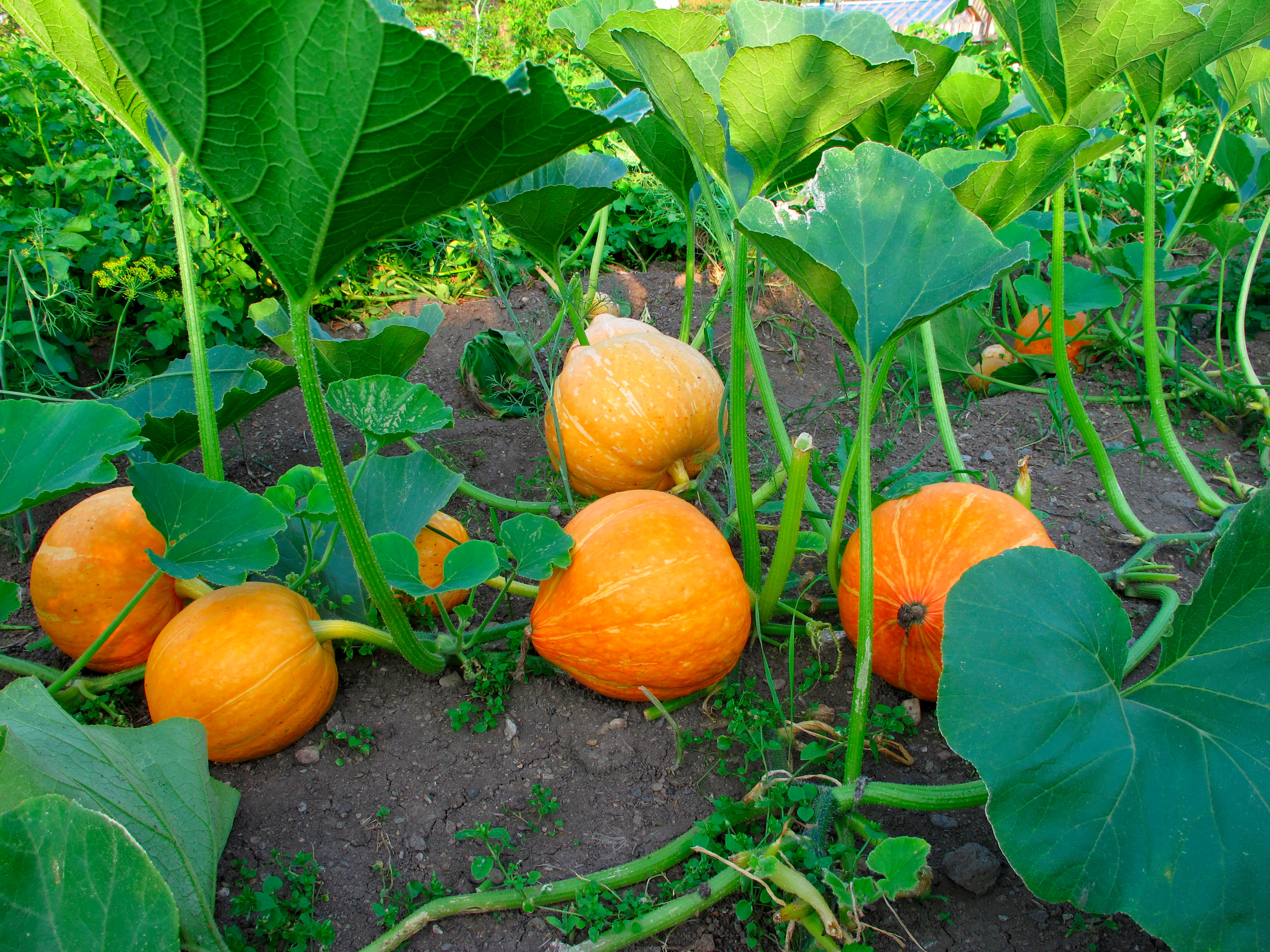 Pumpkin Seeds