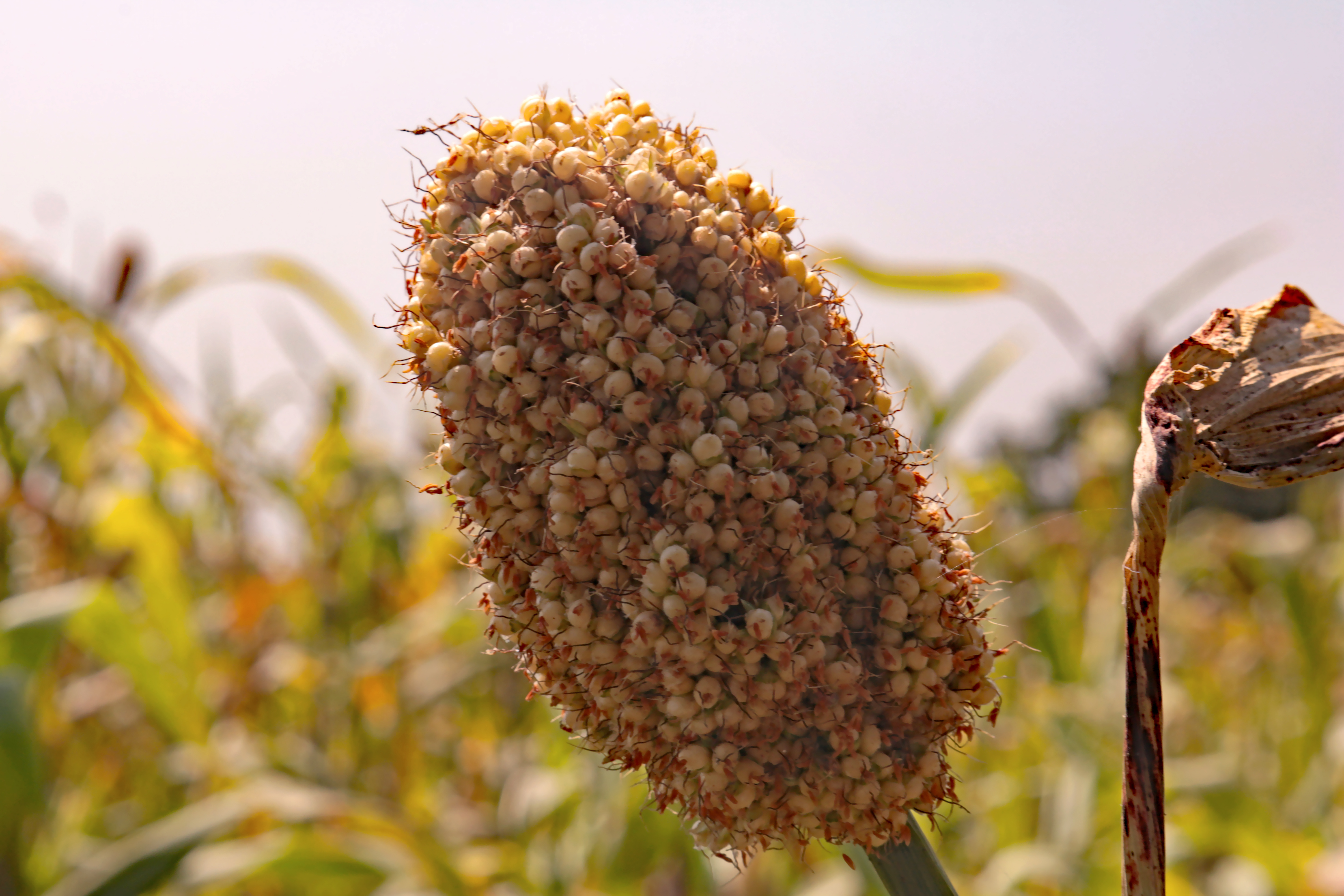 Saptaposhak Multigrain