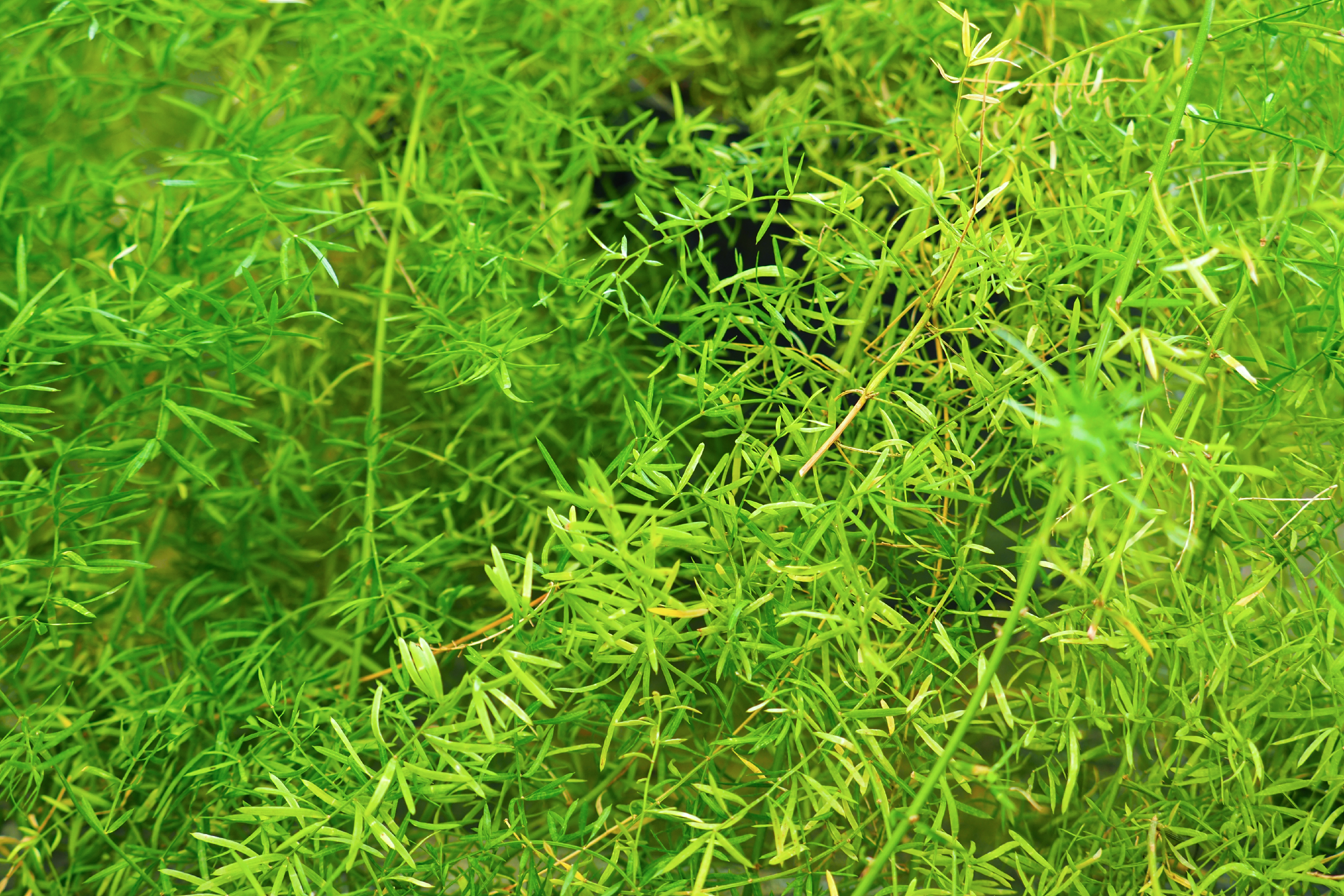 Madhura Powder