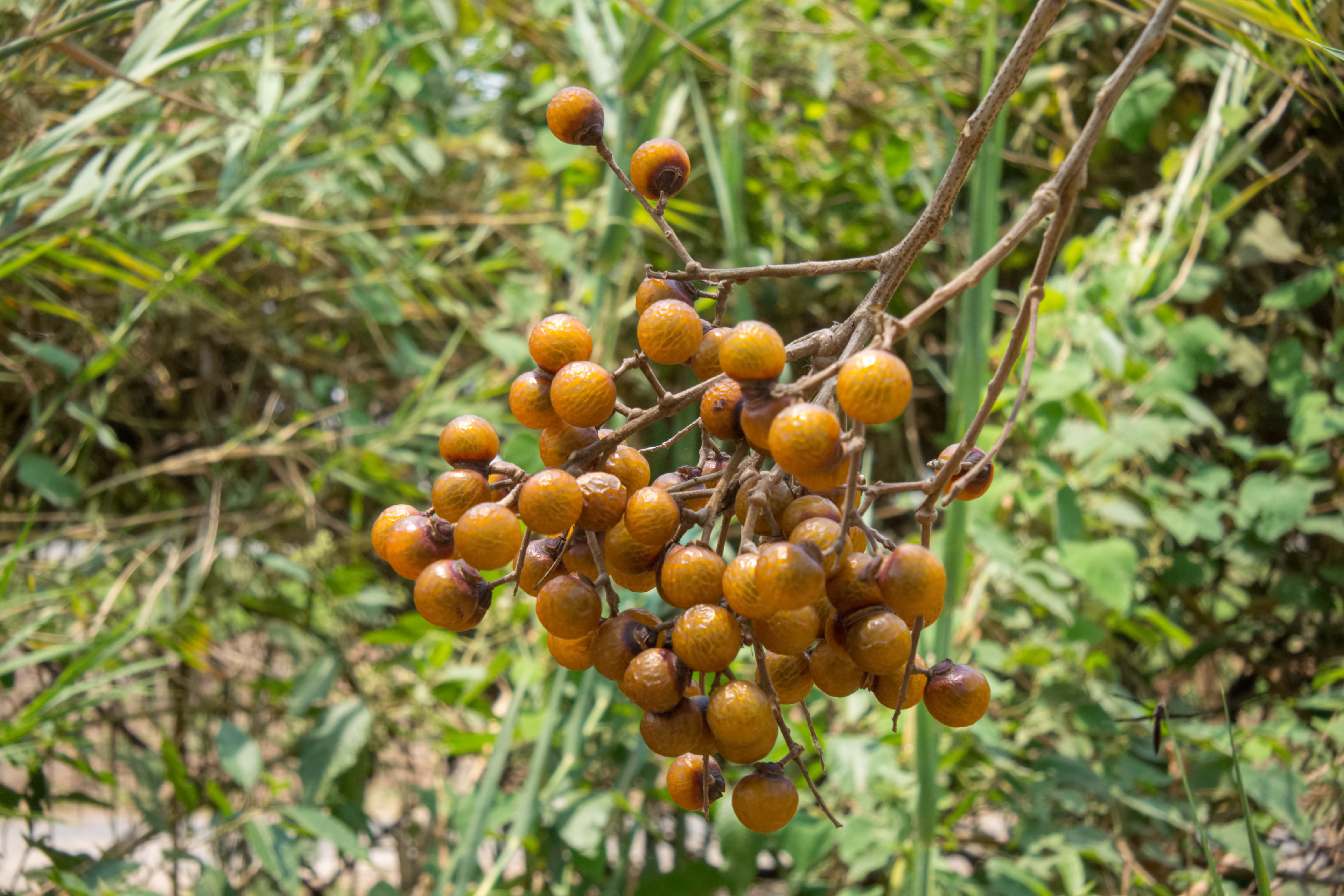 Mangalya Powder
