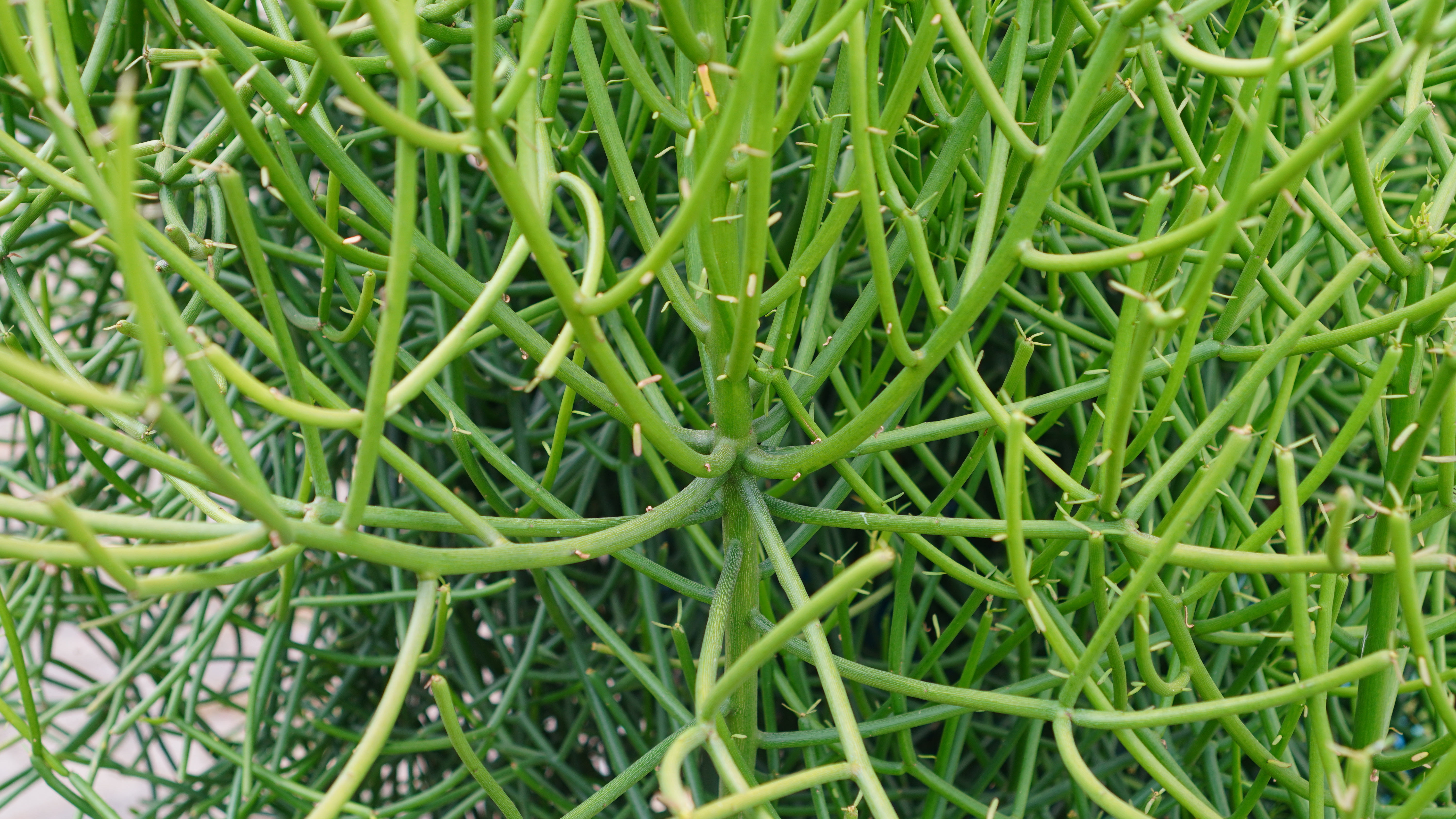 Shera Plant