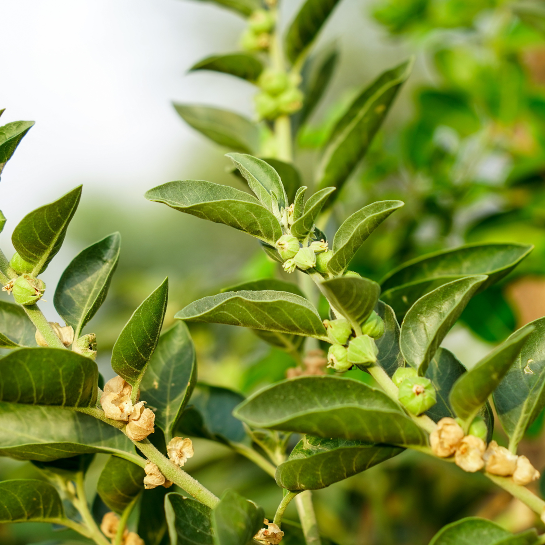 Ashwagandha Plant