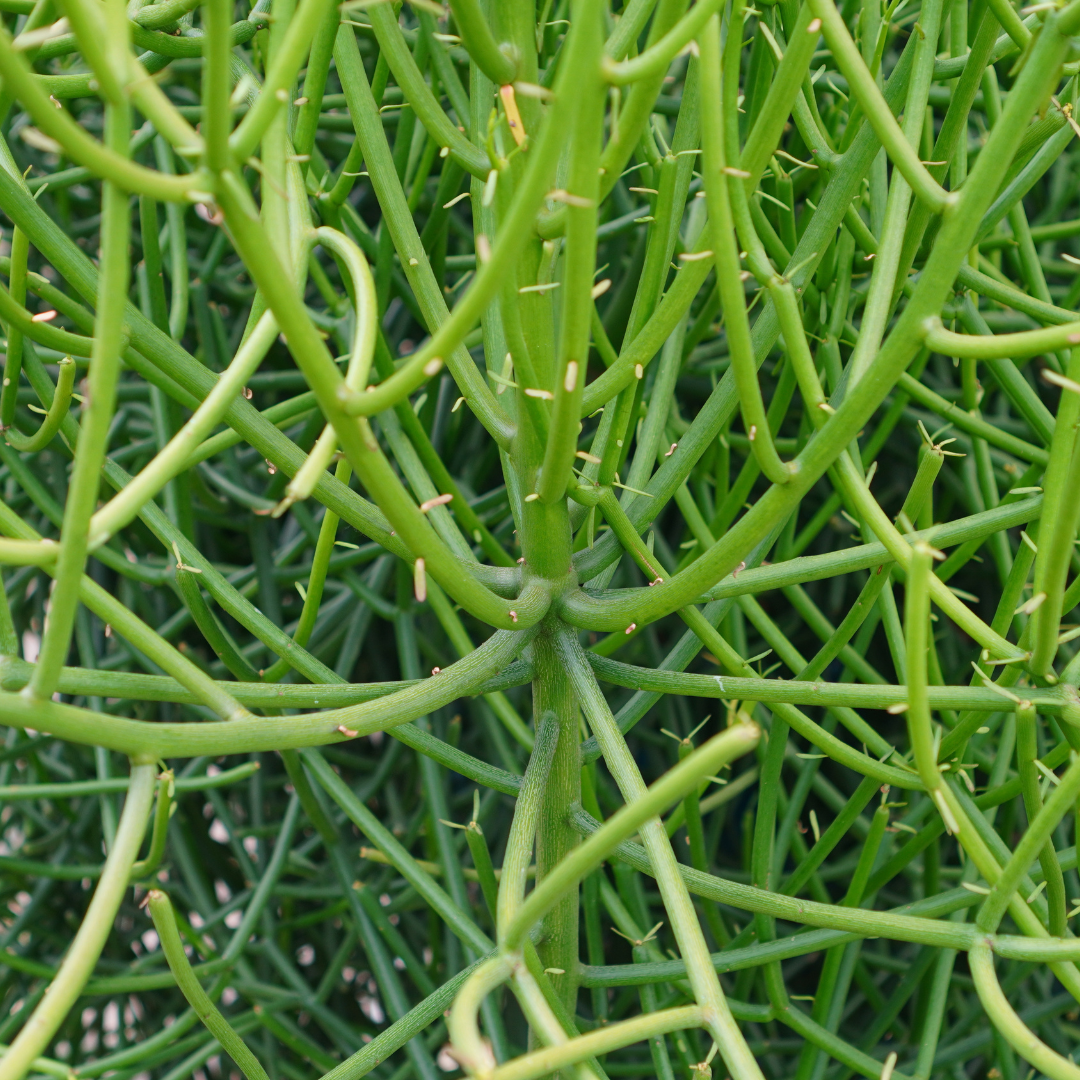 Shera Plant