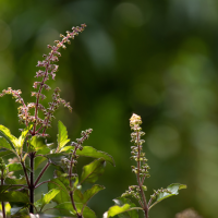 Holy Basil(Tulsi) Plant