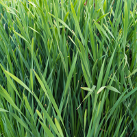 Lemongrass Plant