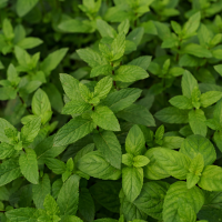 Pudina (Mint) Plant